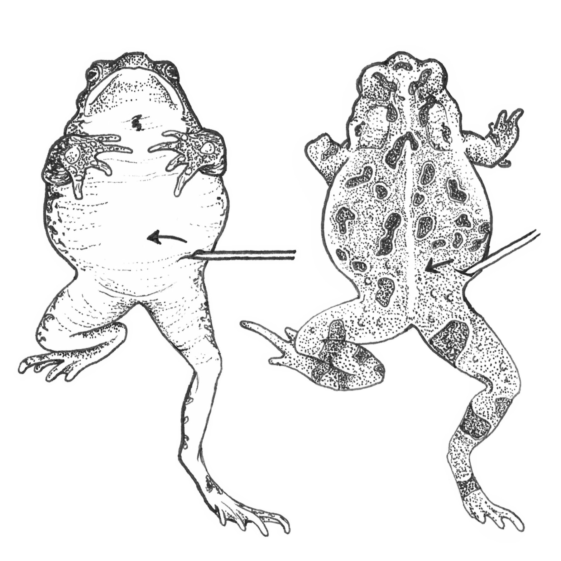 Scientific pen-and-ink study comparing body cavity and subcutaneous placement in a toad