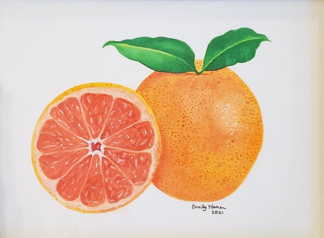 Watercolor of a whole grapefruit beside a sliced grapefruit