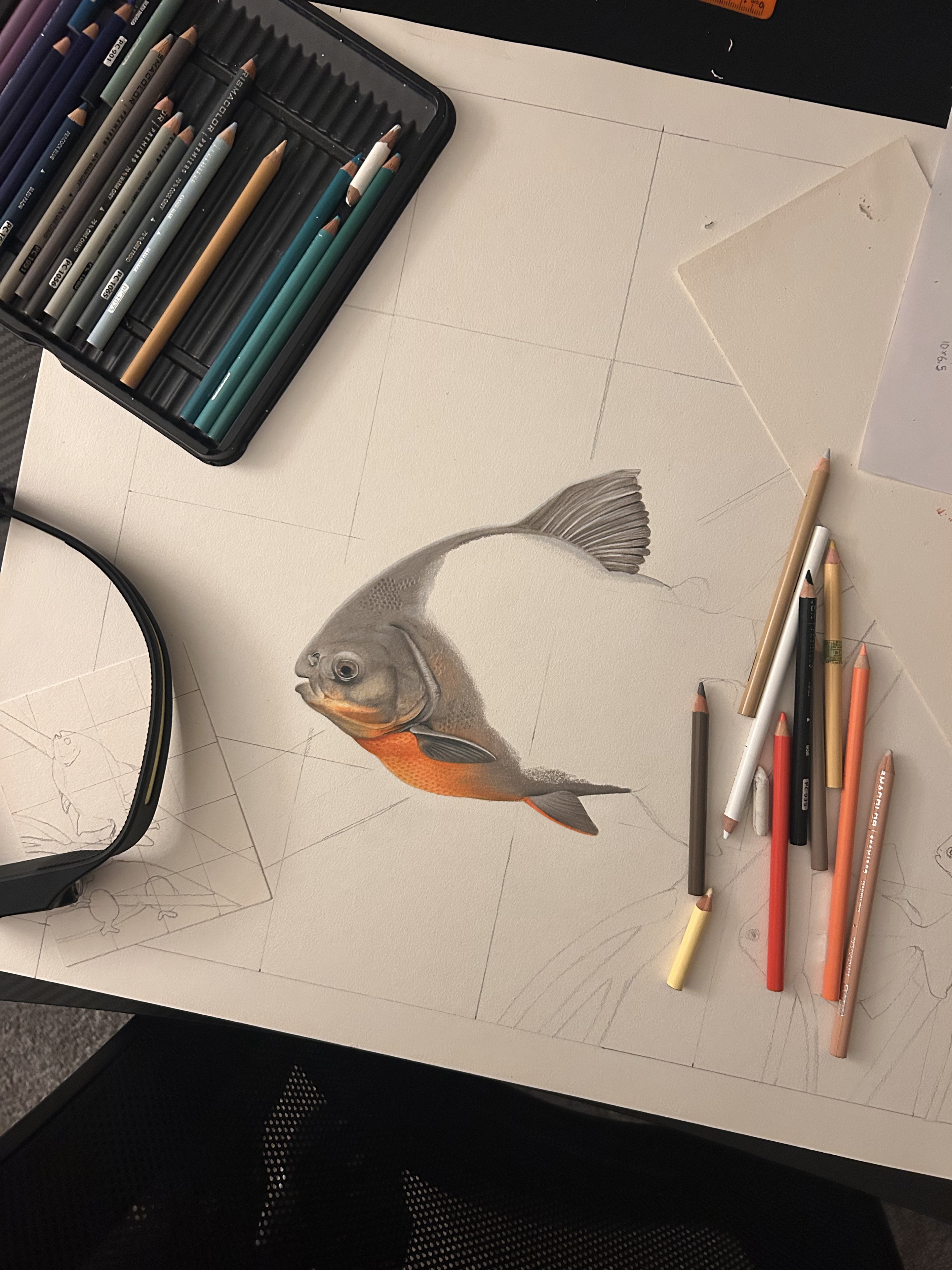 A fish illustration in progress on Emily’s drawing desk, surrounded by colored pencils