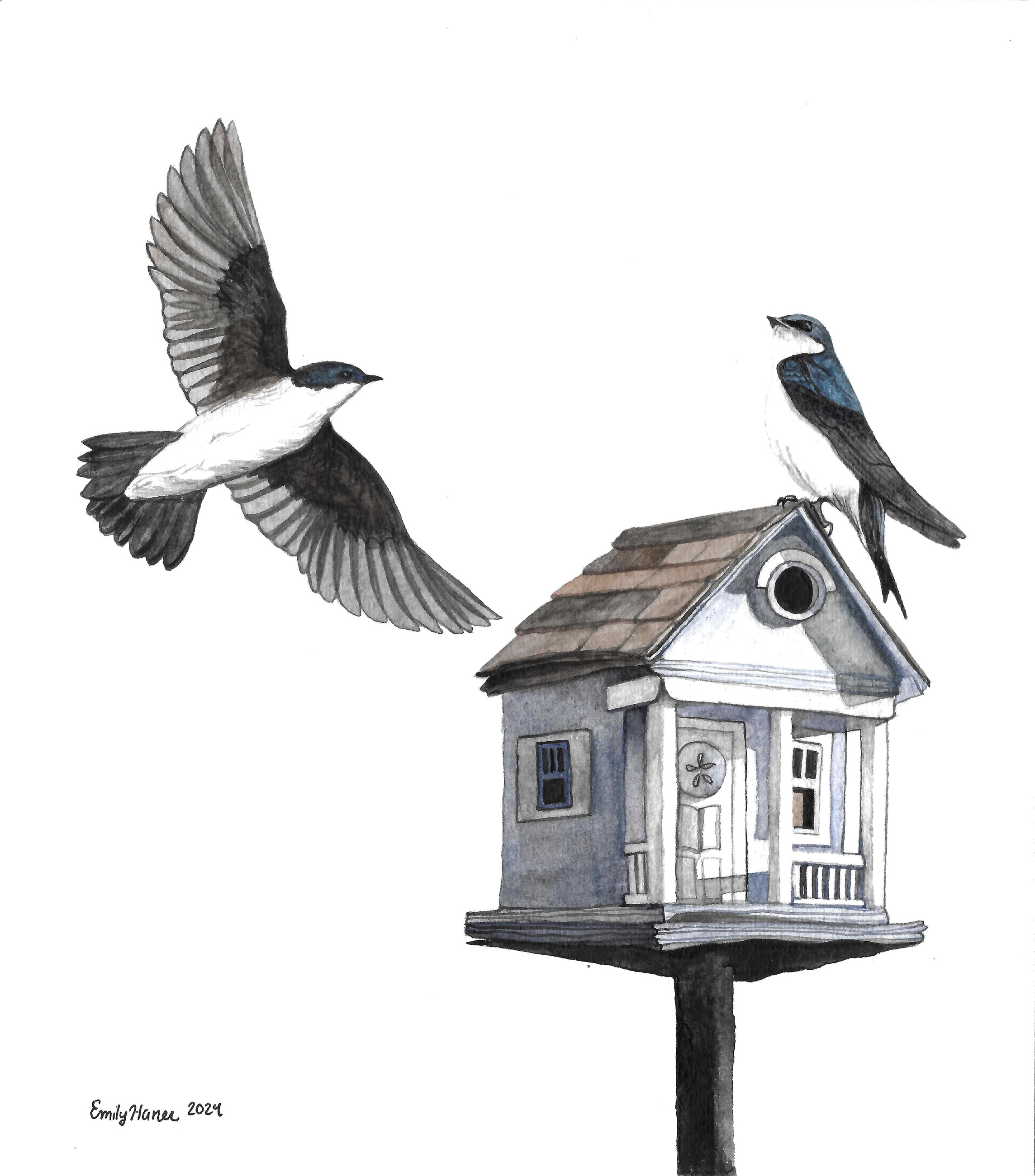 Watercolor of two tree swallows flying beside a birdhouse